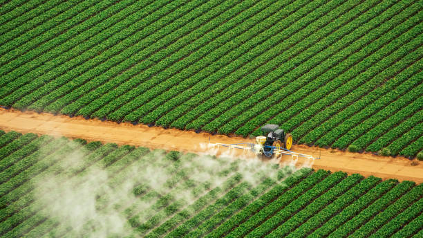 Best Termite Control Services  in Las Quintas Fronterizas, TX