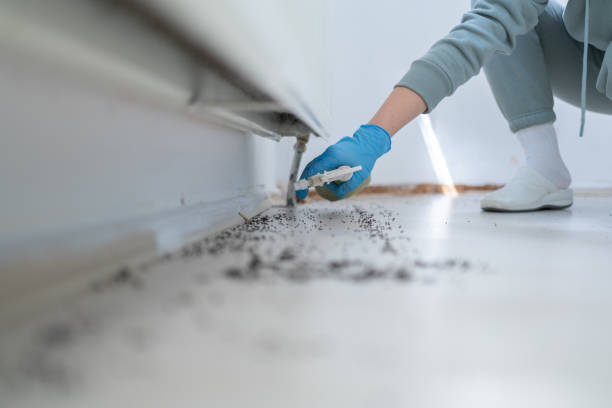 Best Rat Extermination Near Me  in Las Quintas Fronterizas, TX